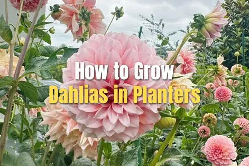 How to Grow Dahlias in Planters | VEGEGA