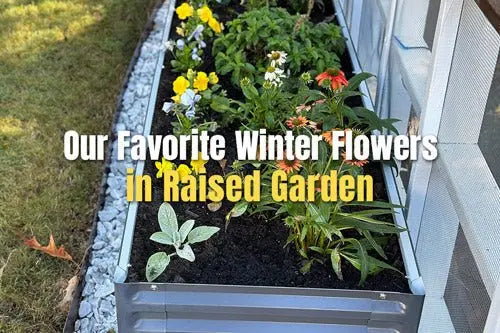 Our Favorite Winter Flowers in Raised Garden | VEGEGA