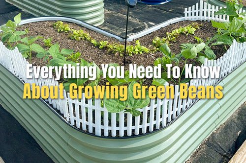 Everything You Need To Know About Growing Green Beans | VEGEGA