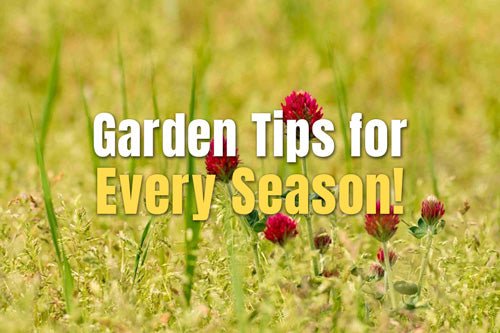 Garden Tips for Every Season