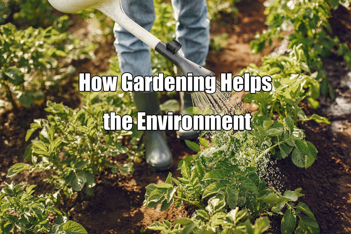 How Gardening at Home Helps the Environment