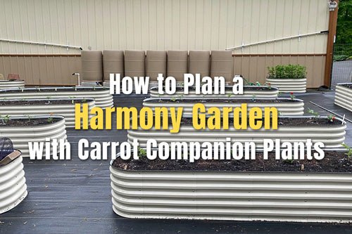 How to Cultivate Harmony in the Garden With Carrot Companion Plants | VEGEGA