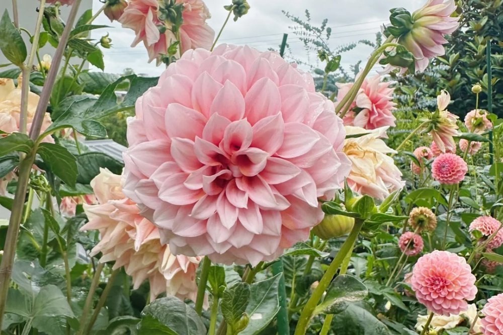 How to Grow Dahlias in Planters | VEGEGA