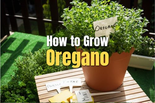 How to Grow Oregano | VEGEGA