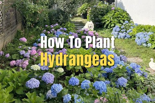 How To Plant Hydrangeas | VEGEGA