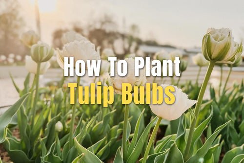 How To Plant Tulip Bulbs | VEGEGA