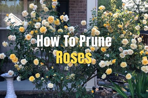 How To Prune Roses | VEGEGA