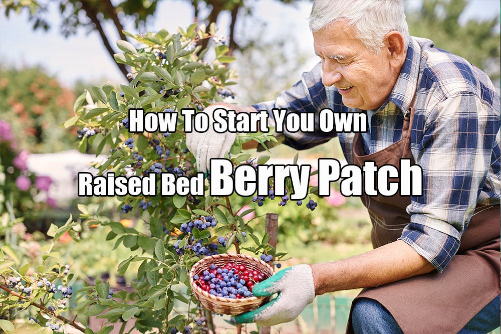 How To Start Your Berry Bushes Garden