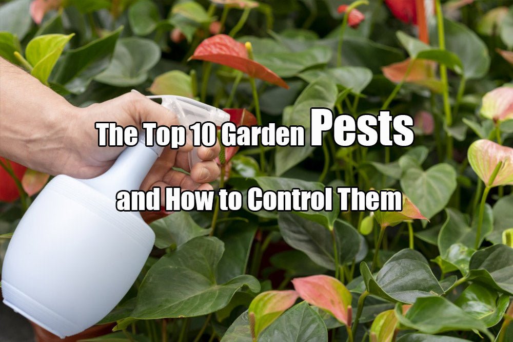 The Top 10 Garden Pests and How to Control Them | VEGEGA