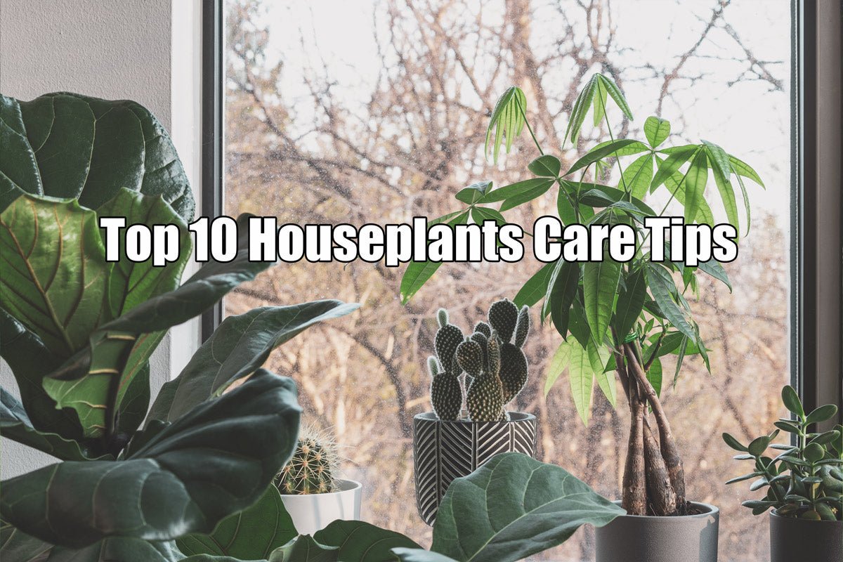 Top10 Houseplants Care Tips Vegega 4282