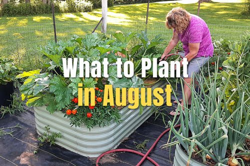 What to Plant in August | VEGEGA