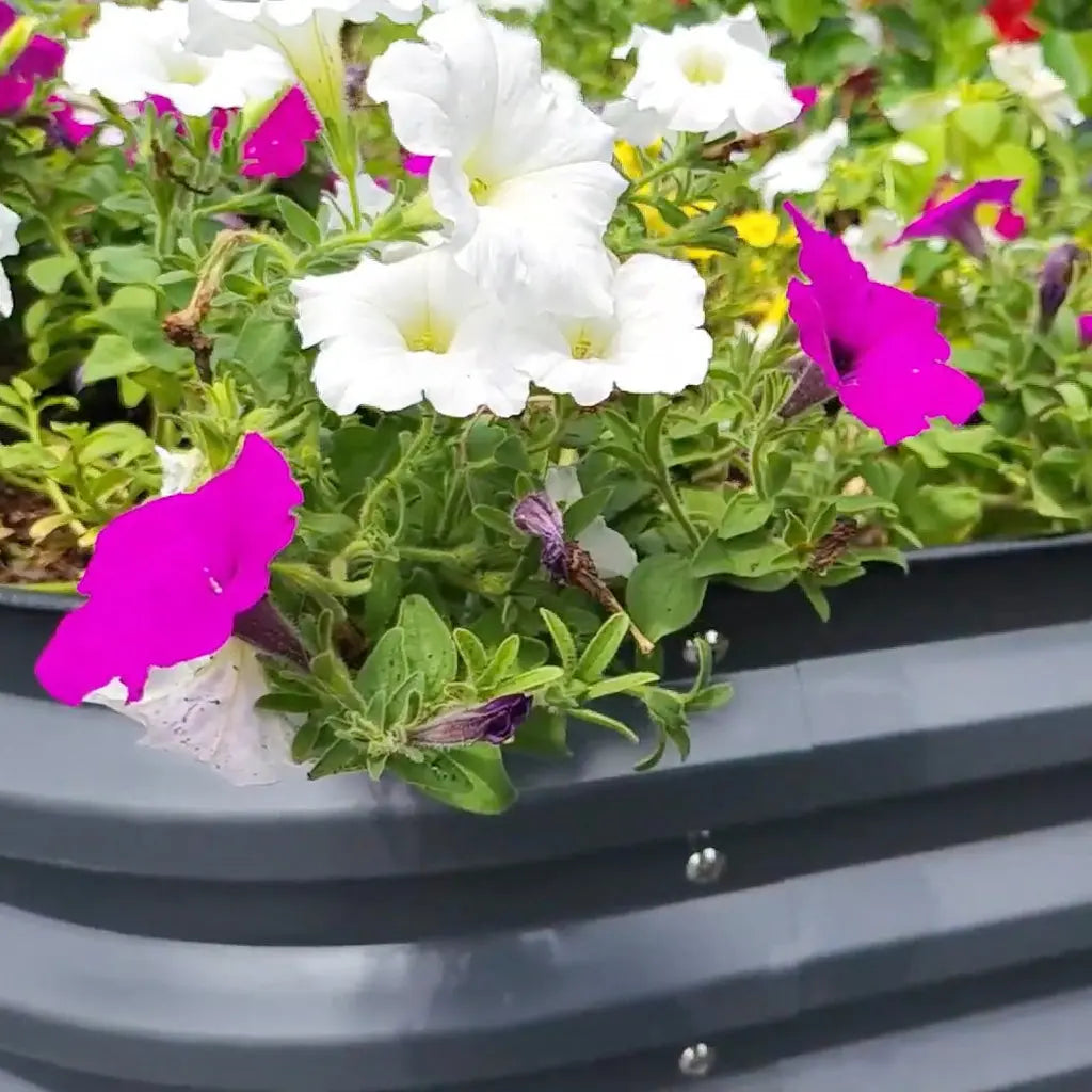 corrugated metal raised beds growing strawberry-Vegega