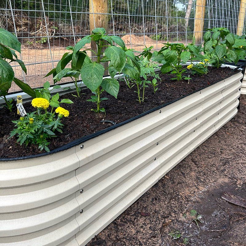 growing peppers in white planter box