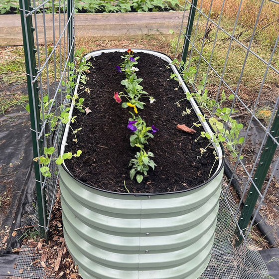 growing flowers in a garden box-Vegega