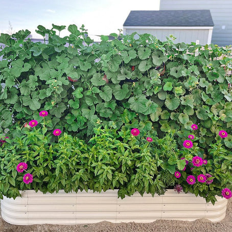 metal planter boxes growing squashes and flowers-Vegega