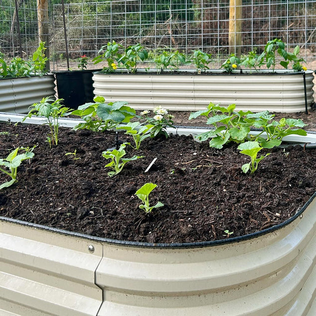 growing peppers in white planter box