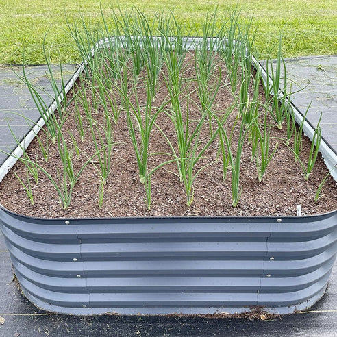 growing onions in a grey 4x8 raised garden bed