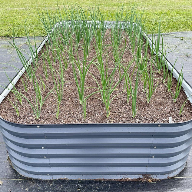 growing onions in a grey 4x8 raised garden bed