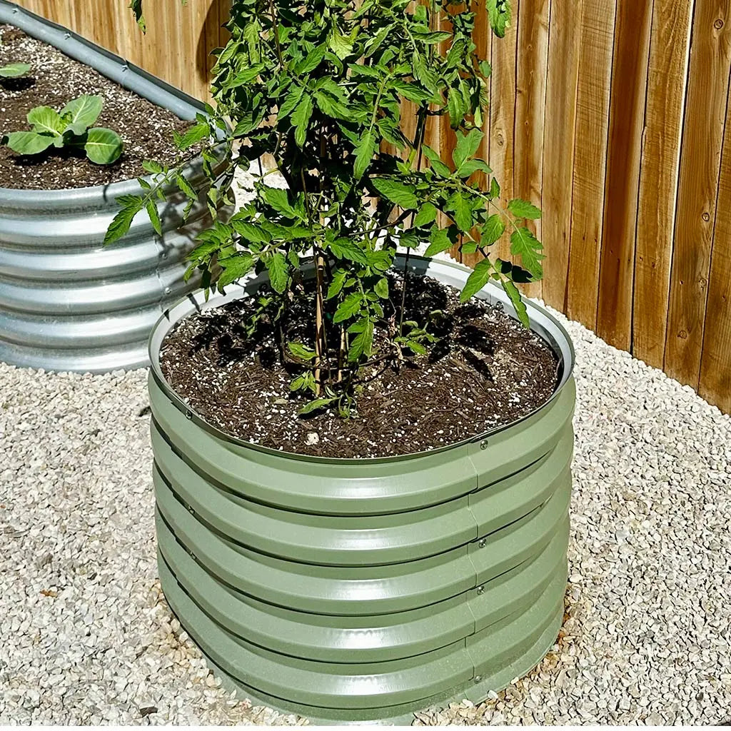 round metal raised garden bed grows tomatoes