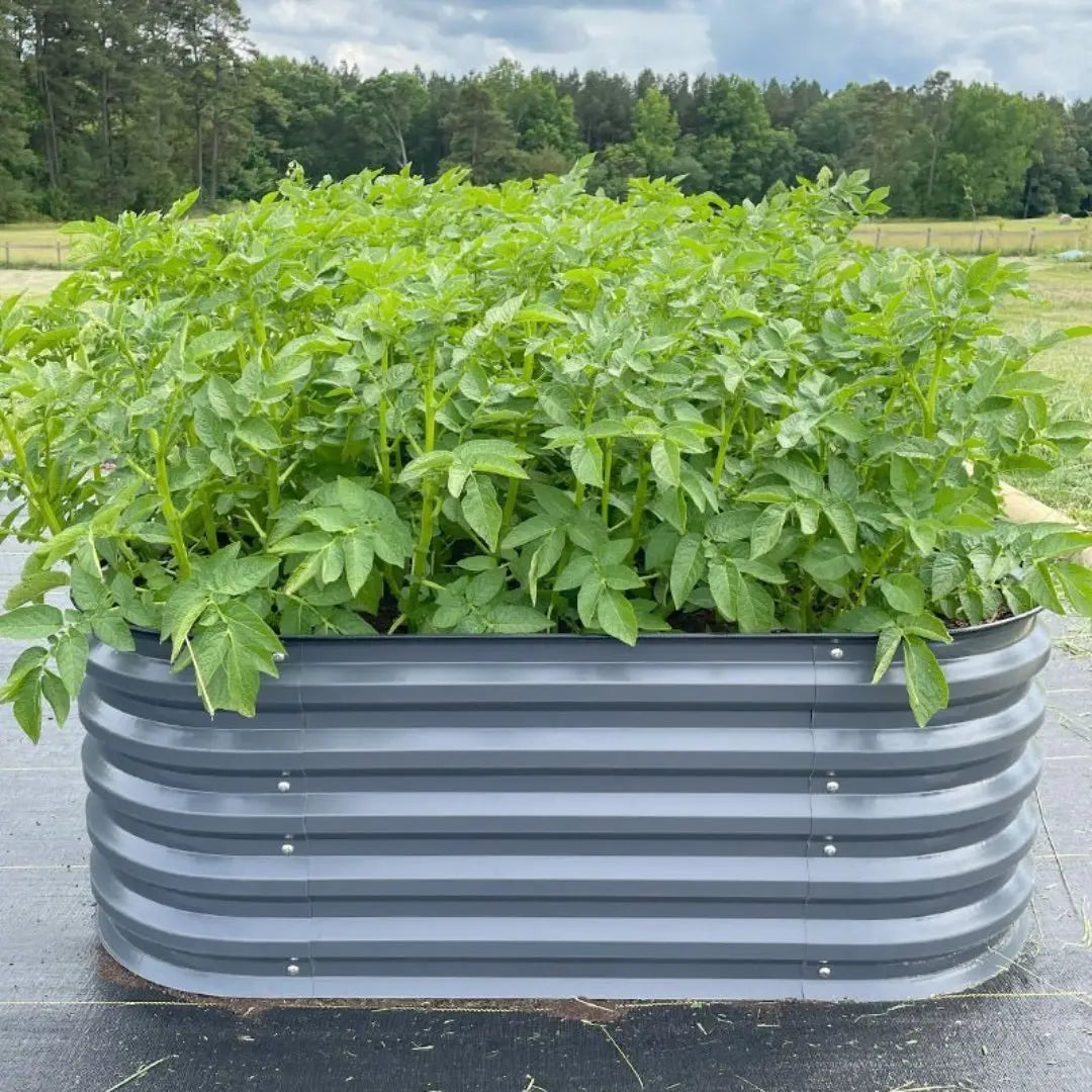 corrugated raised garden bed grows potatoes-Vegega