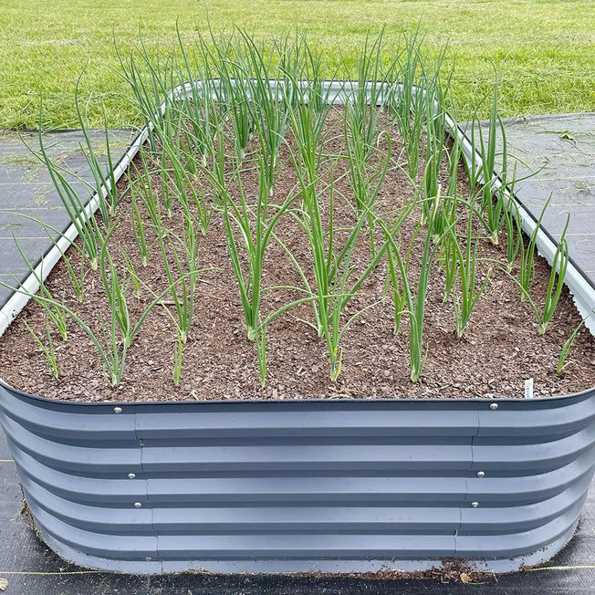 growing onions in a grey 4x8 raised garden bed