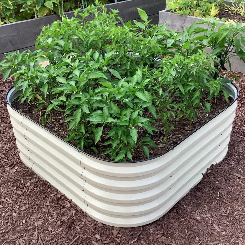 5x2 corrugated metal raised bed growing peppers-Vegega