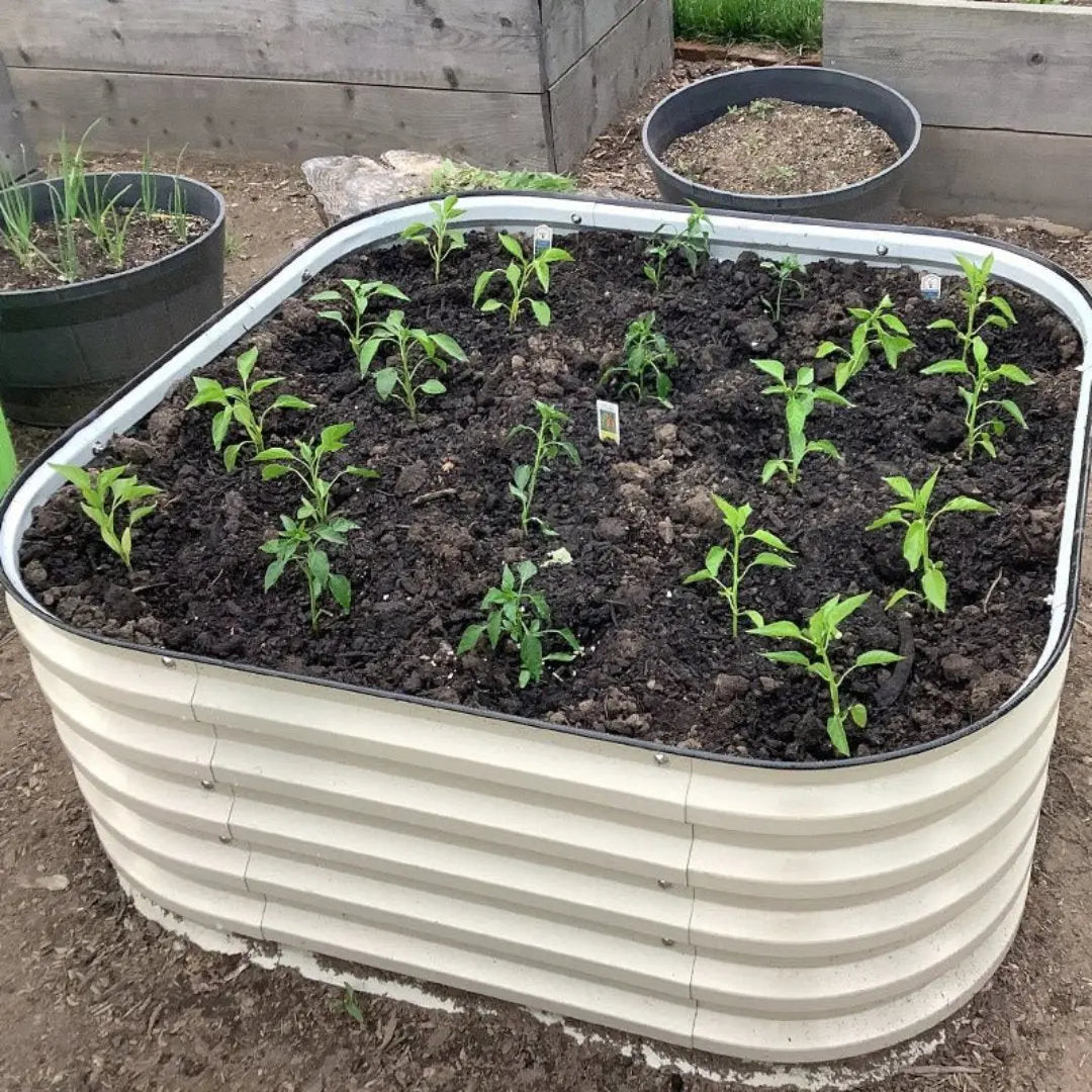 corrugated metal raised bed growing pepper seedlings-Vegega