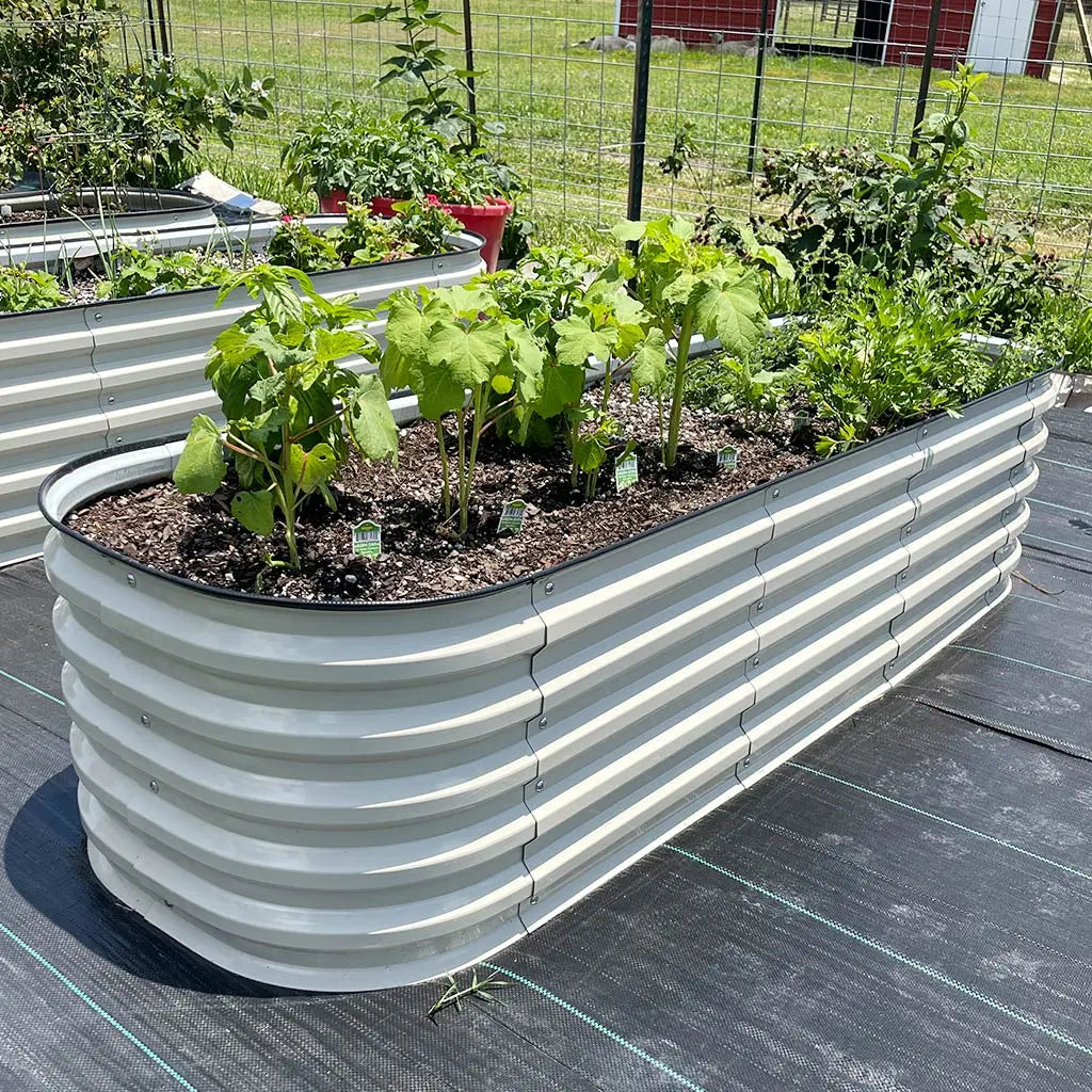 grow eggplant in white modern raised garden beds-Vegega