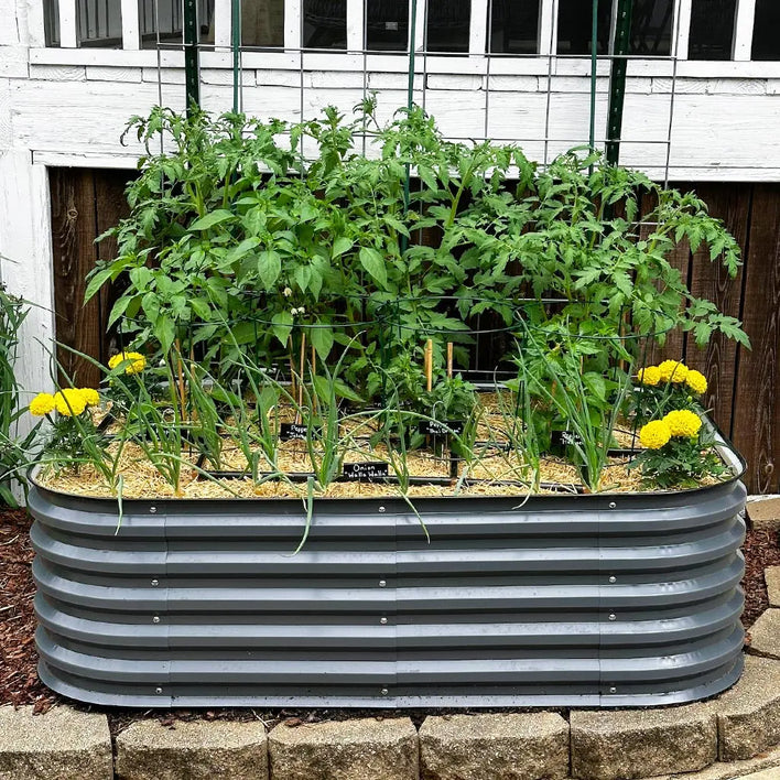 transplant seedlings in grey metal planter box-Vegega