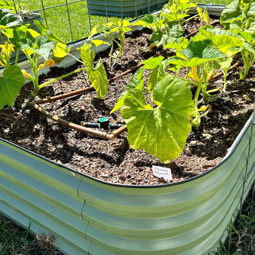 planter box grows squash-Vegega