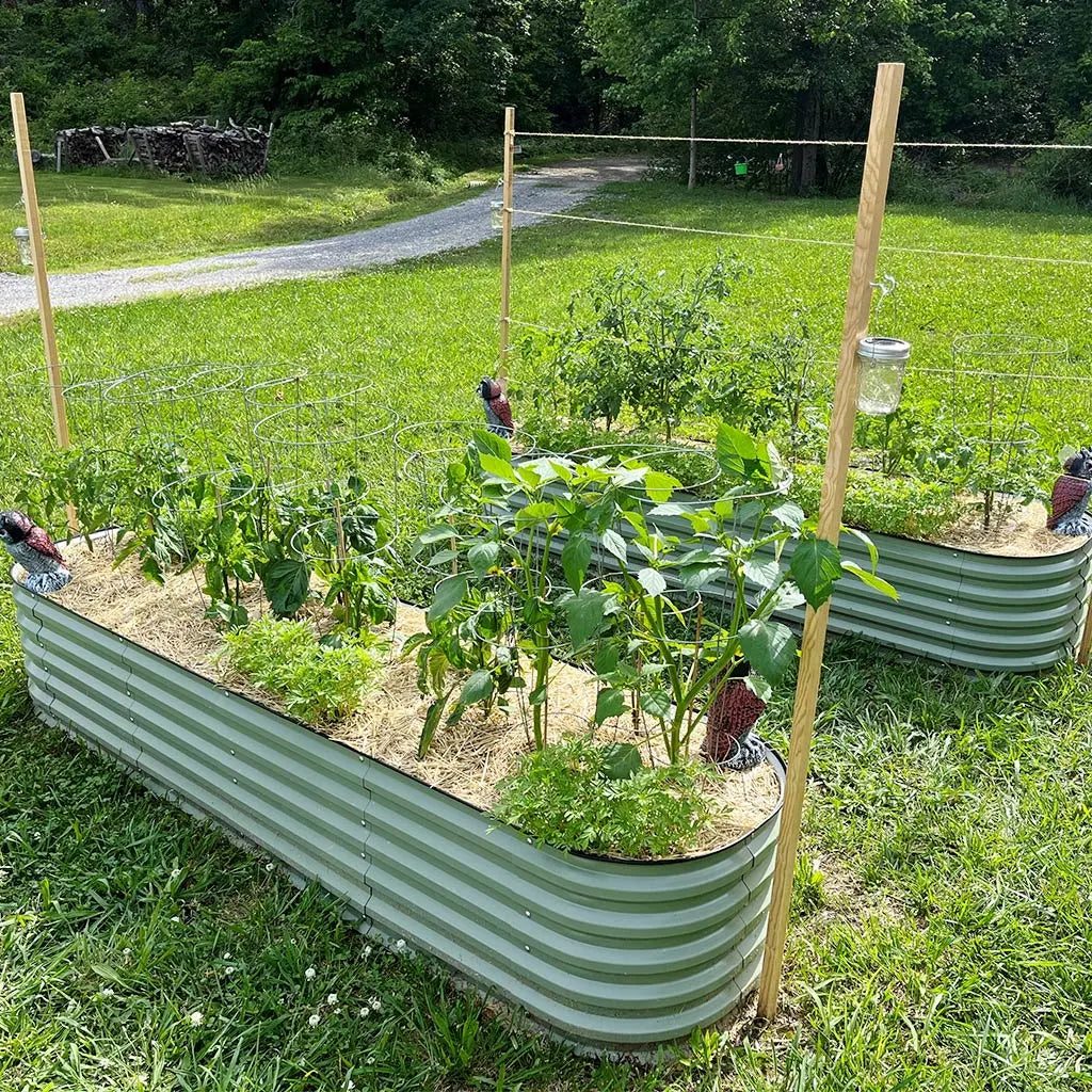 two metal planter boxes growing peppers-Vegega