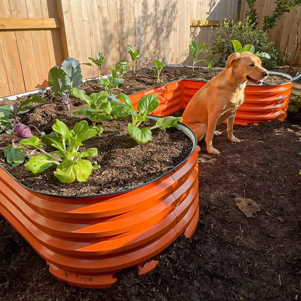 orange U-shaped raised garden bed-Vegega