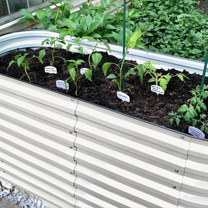 white galvanized flower bed growing veggies-Vegega