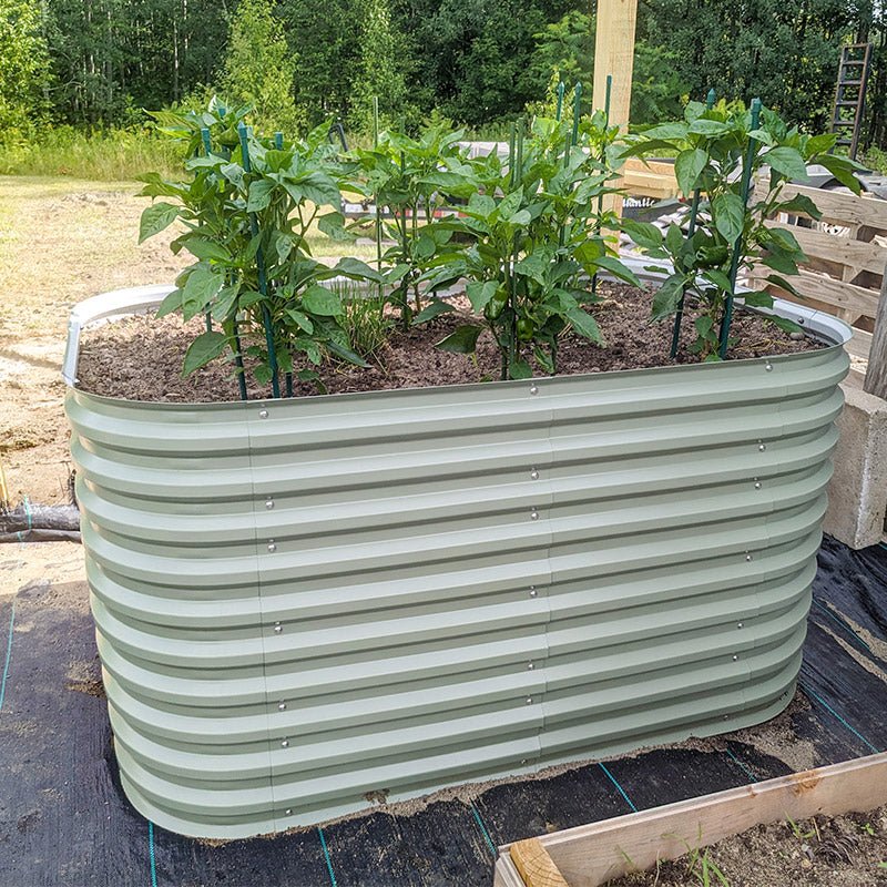 white 32 raised garden bed growing peppers