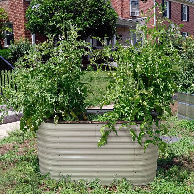 growing tomatoes in a galvanized flower bed-Vegega