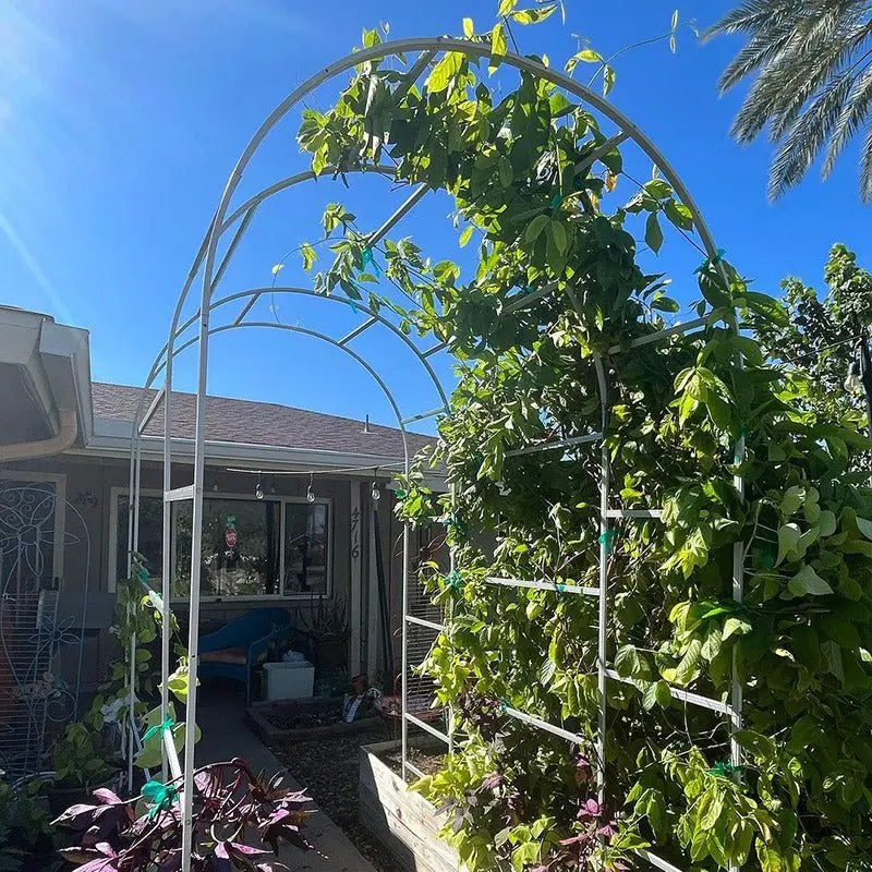 beans climbs on the arched metal trellis-Vegega