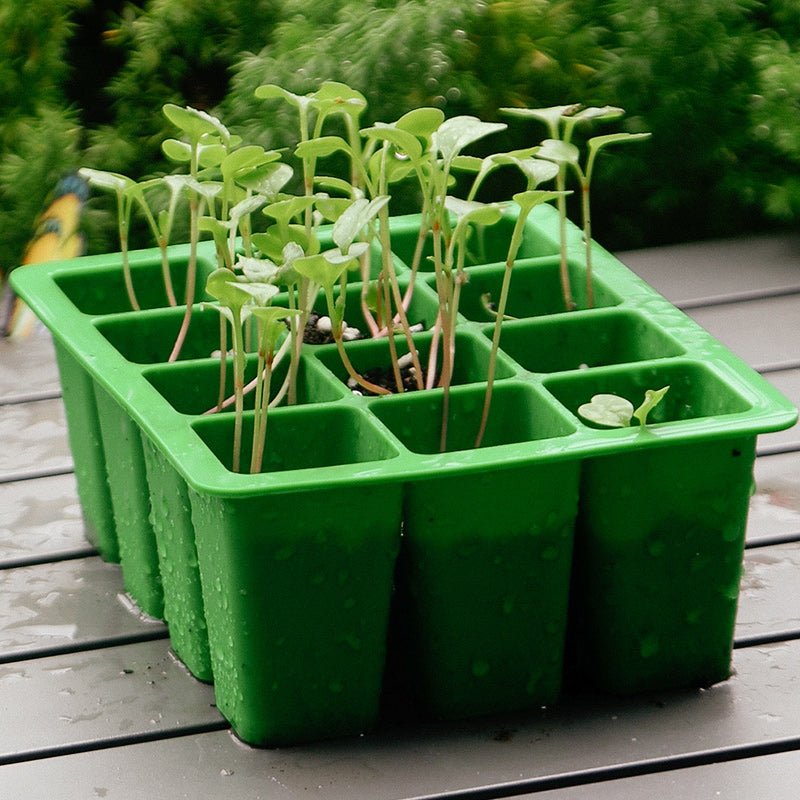 growing seedlings in a seed tray