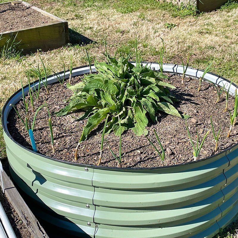 grow scallions in a round raised garden bed-Vegega