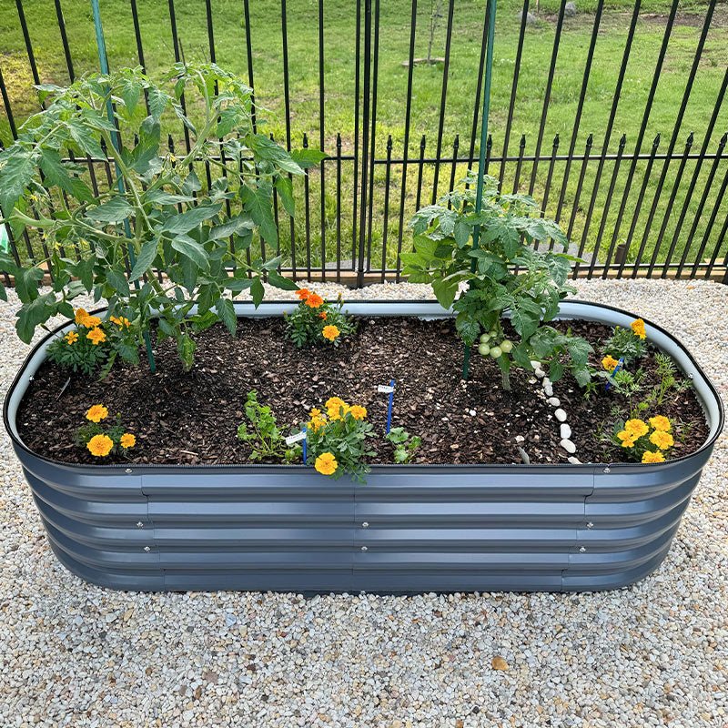 grow tomatoes in garden box