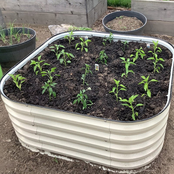 raised garden box growing peppers-Vegega