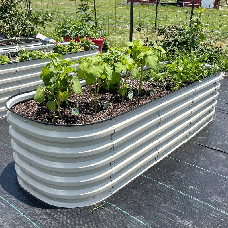 grow eggplant in white garden boxes-Vegega