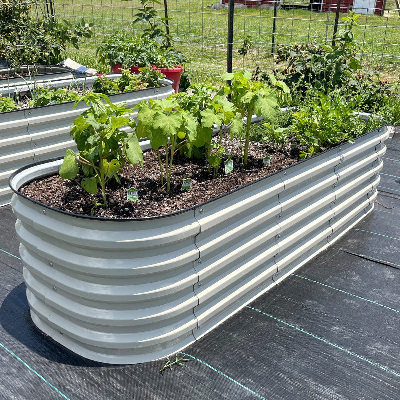 grow eggplant in white modern raised garden beds-Vegega