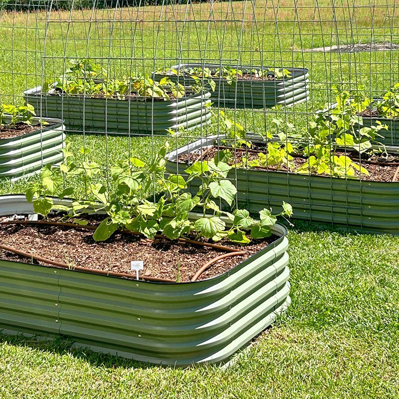 raised metal planter boxes growing squashes-Vegega
