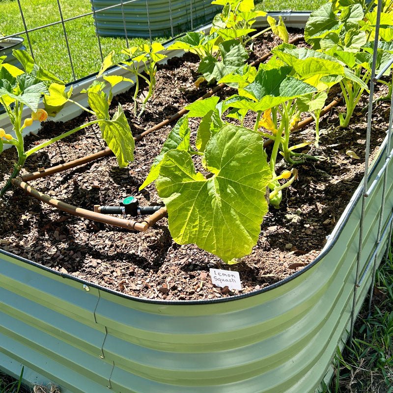 planter box grows squash-Vegega