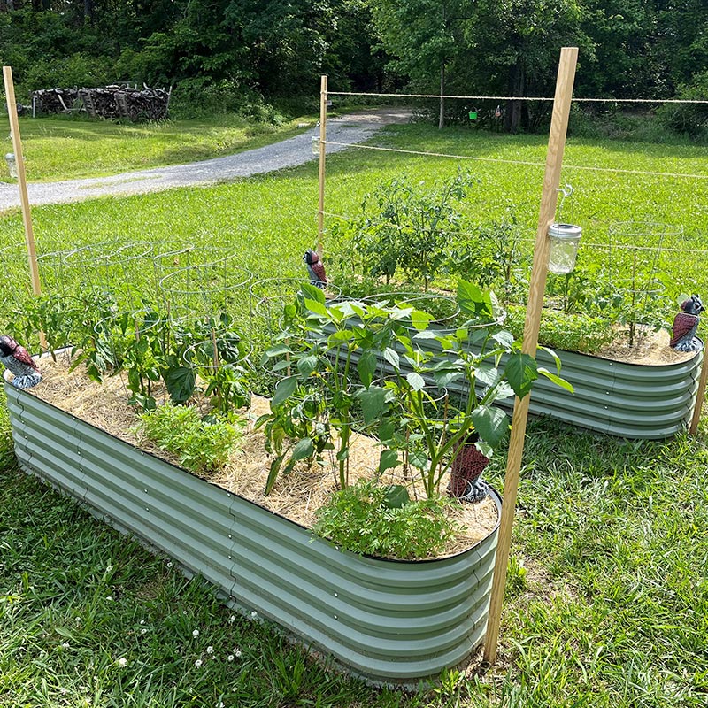 two metal planter boxes growing peppers-Vegega