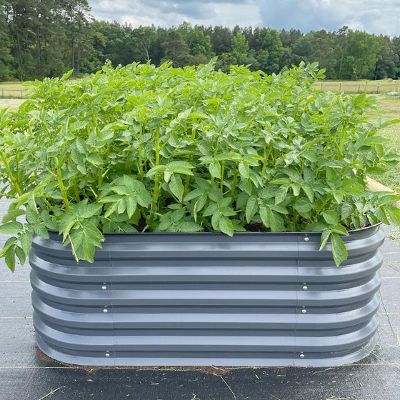 vegetable garden raised bed growing potatoes